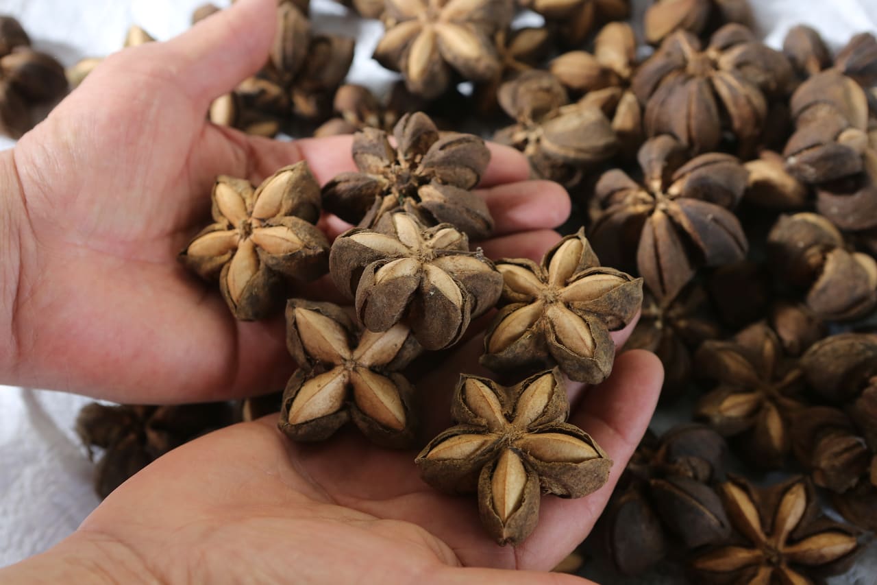 Semilla de Sacha Inchi en la cápsula
