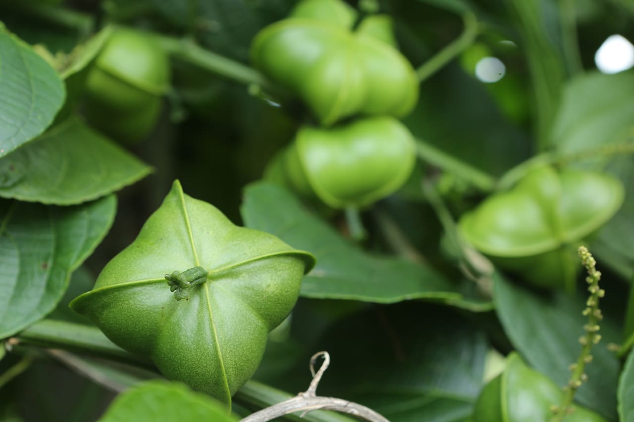 Cultivo de Sacha Inchi en Colombia