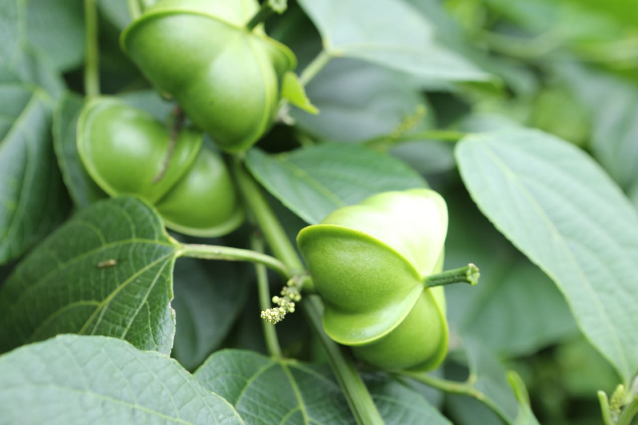 Cápsulas verdes de Sacha Inchi